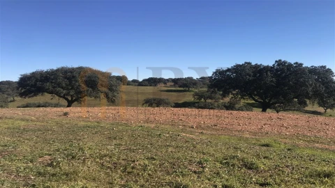 Quinta para Venda em Santana de Cambas