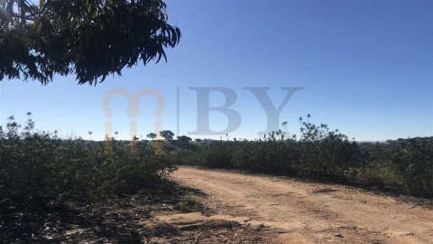 Quinta para Venda em Santana de Cambas