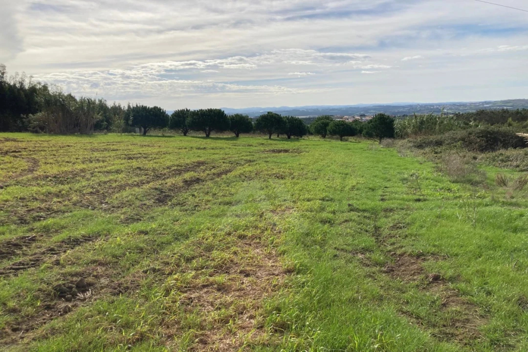 Terreno Agricola ou Rústico para Venda em São Bartolomeu dos Galegos e Moledo Foto 1