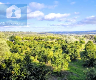 Terreno para Venda em Ferreiras