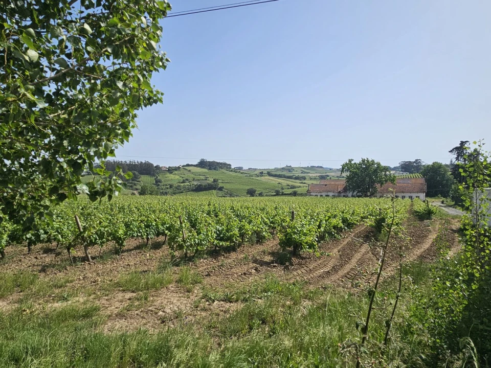 Quinta T0 para Venda em Aldeia Galega da Merceana e Aldeia Gavinha Foto 6
