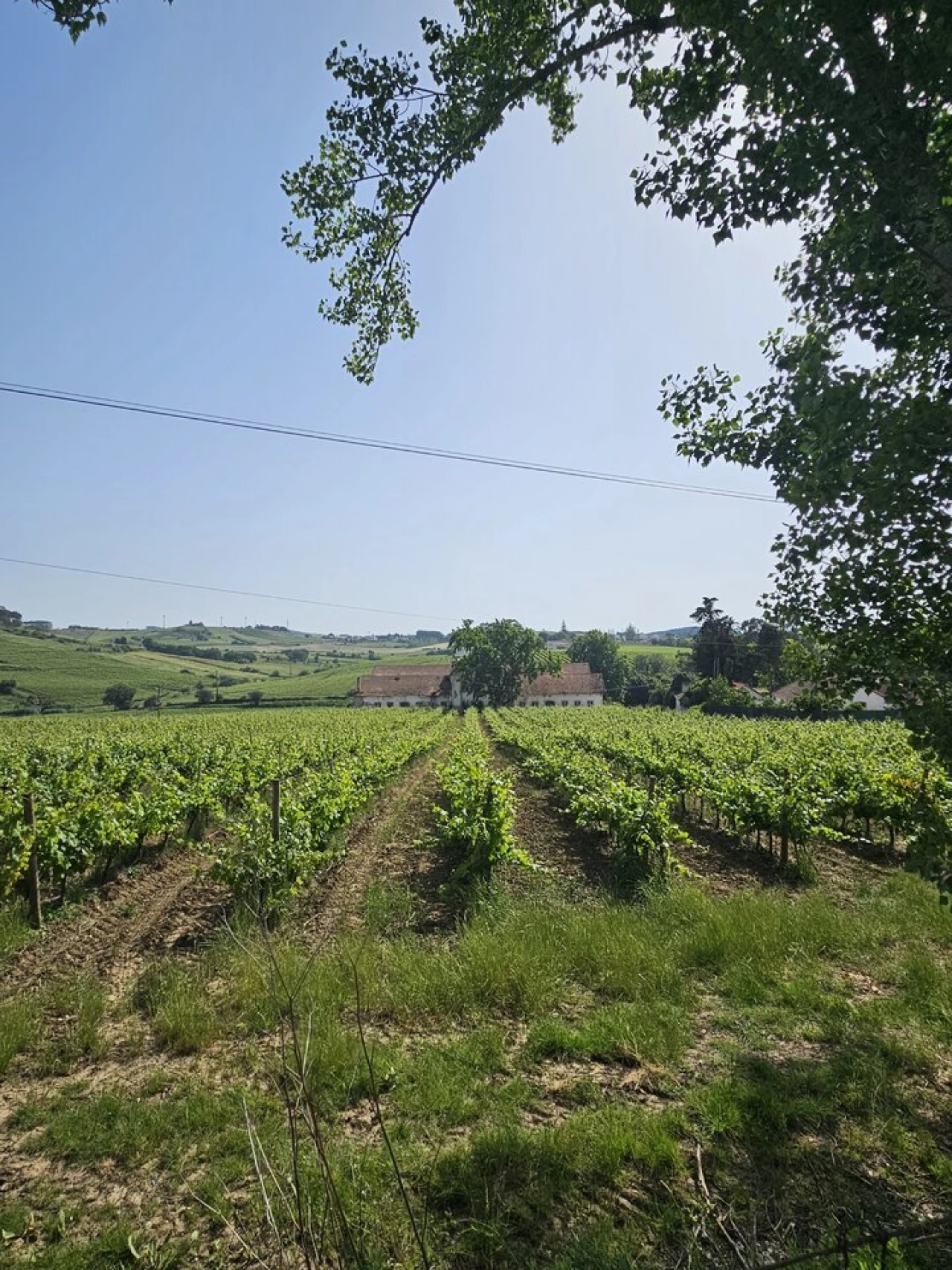 Quinta T0 para Venda em Aldeia Galega da Merceana e Aldeia Gavinha Foto 8