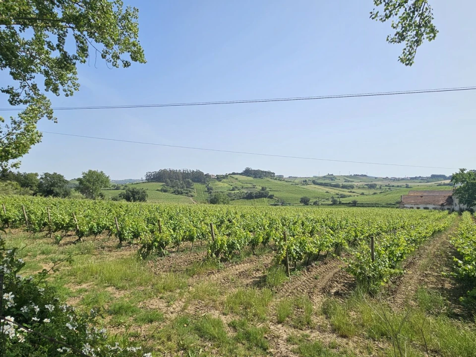Quinta T0 para Venda em Aldeia Galega da Merceana e Aldeia Gavinha Foto 9