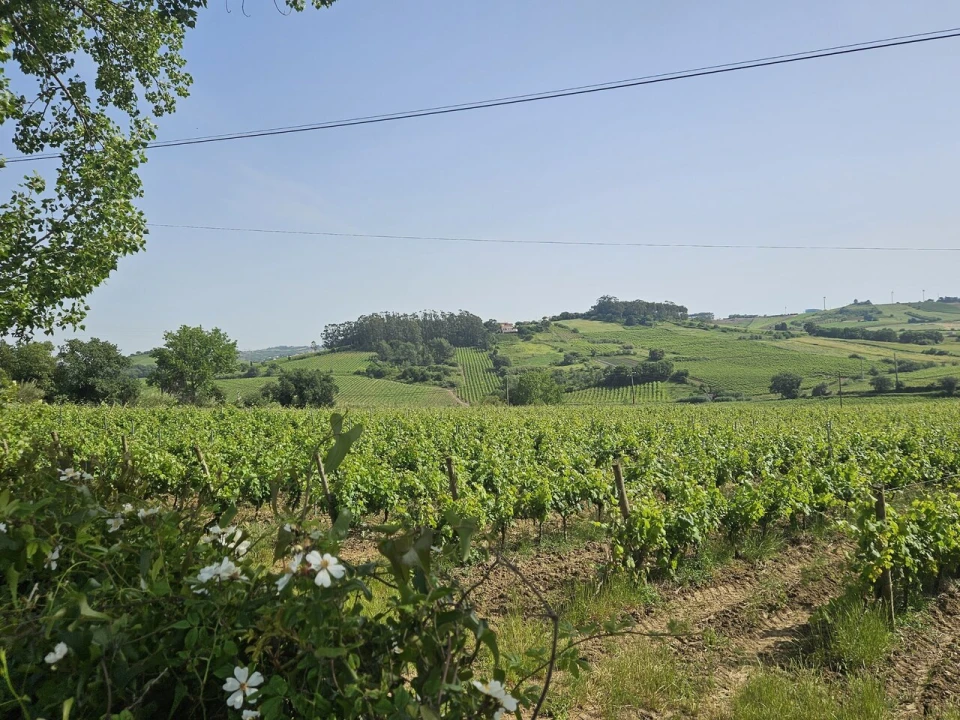 Quinta T0 para Venda em Aldeia Galega da Merceana e Aldeia Gavinha Foto 12