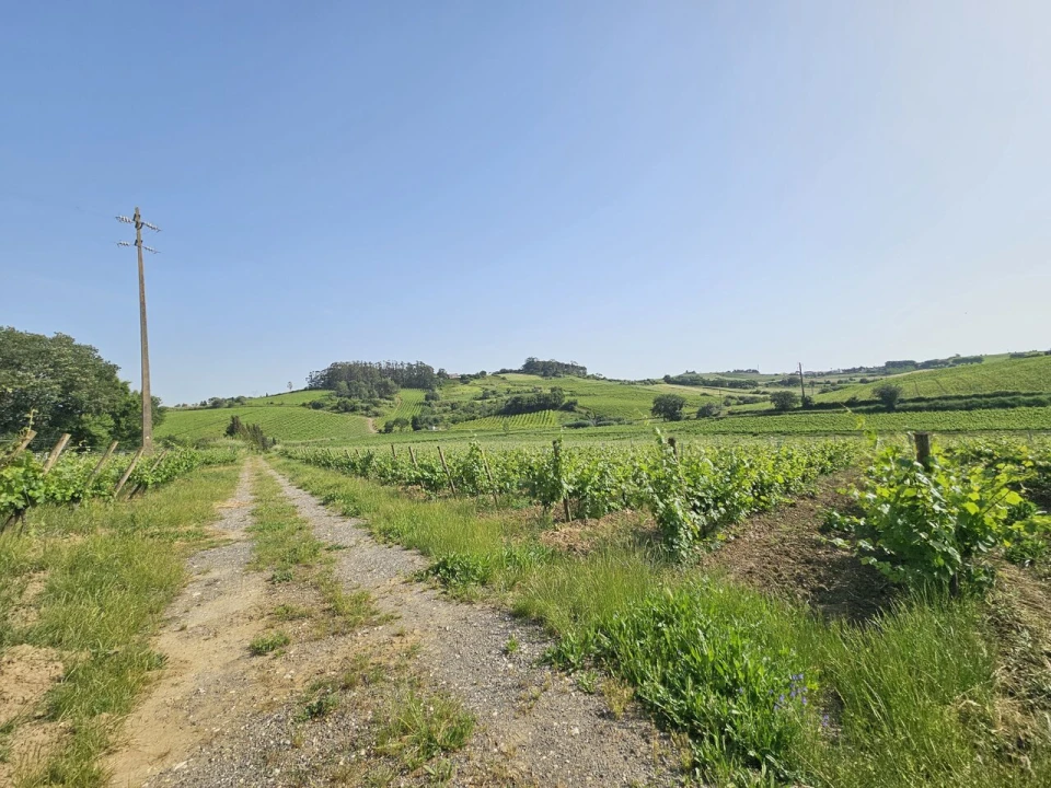 Quinta T0 para Venda em Aldeia Galega da Merceana e Aldeia Gavinha Foto 34