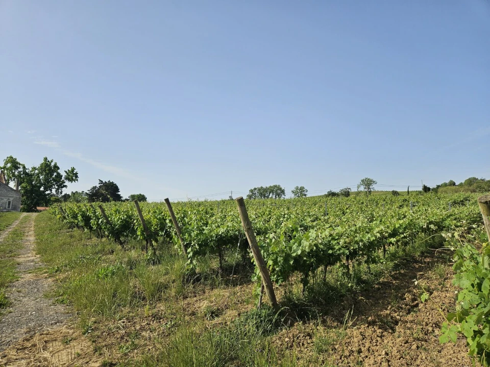 Quinta T0 para Venda em Aldeia Galega da Merceana e Aldeia Gavinha Foto 32