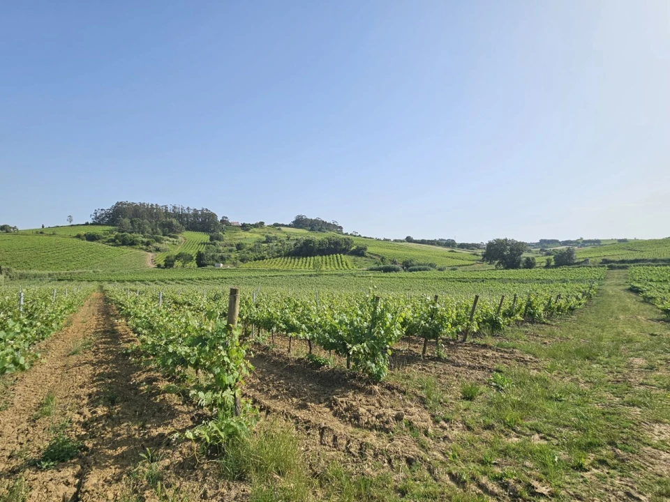 Quinta T0 para Venda em Aldeia Galega da Merceana e Aldeia Gavinha Foto 33