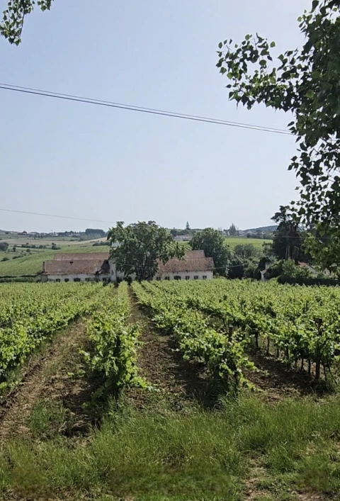 Quinta T0 para Venda em Aldeia Galega da Merceana e Aldeia Gavinha