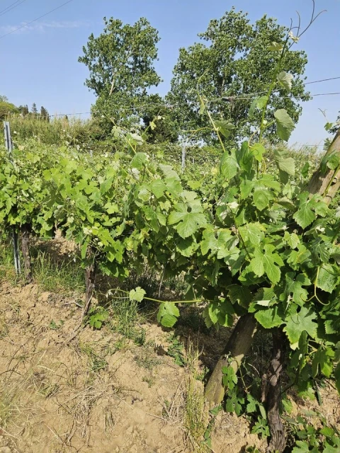 Quinta T0 para Venda em Aldeia Galega da Merceana e Aldeia Gavinha