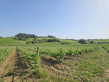 Quinta T0 para Venda em Aldeia Galega da Merceana e Aldeia Gavinha