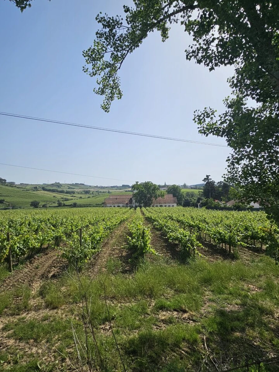 Quinta T0 para Venda em Aldeia Galega da Merceana e Aldeia Gavinha Foto 8
