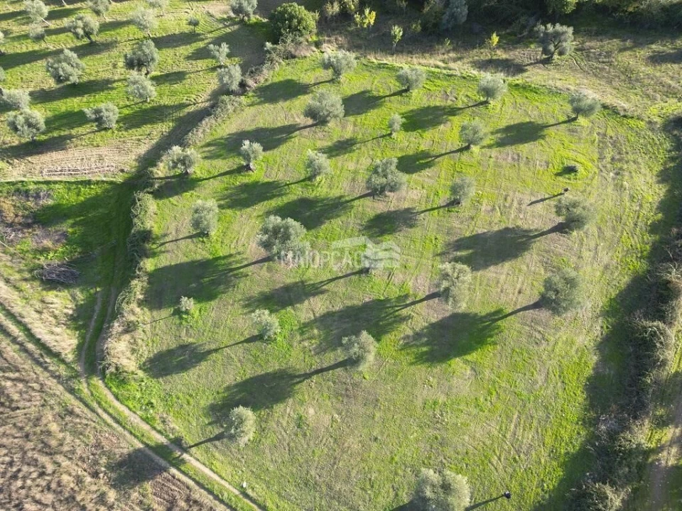 Terreno para Venda em Grijo de Parada Foto 1