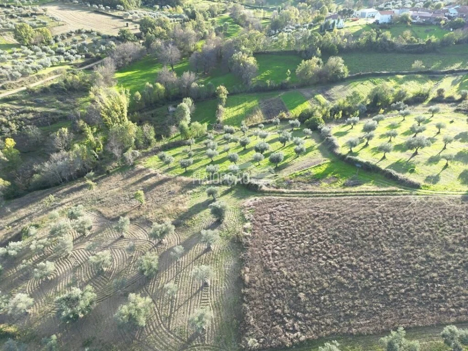 Terreno para Venda em Grijo de Parada Foto 4
