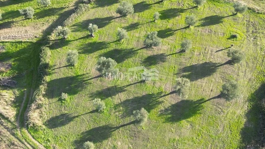Terreno para Venda em Grijo de Parada
