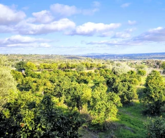 Terreno para Venda em Ferreiras
