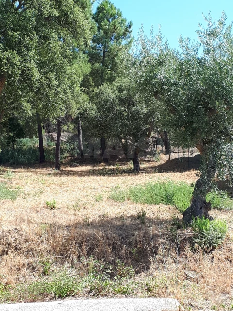 Terreno para Venda em Salgueiro do Campo