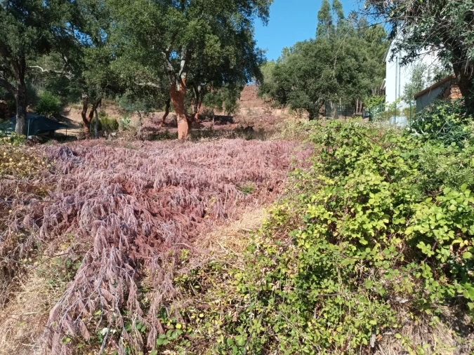 Terreno para Venda em Salgueiro do Campo Foto 5