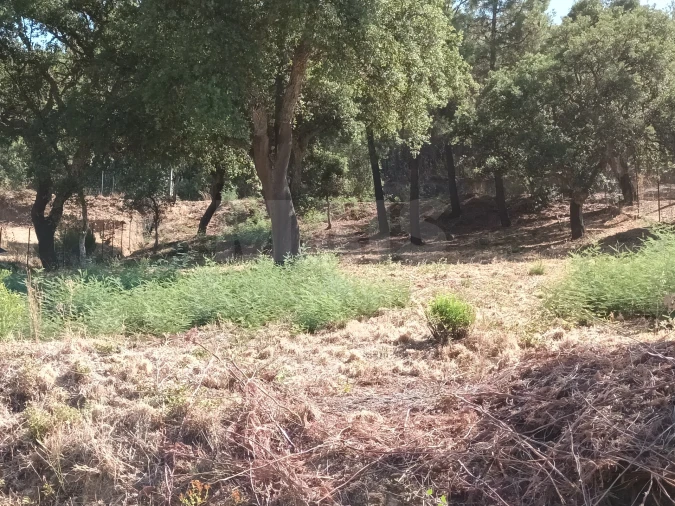 Terreno para Venda em Salgueiro do Campo Foto 5