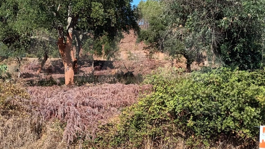 Terreno para Venda em Salgueiro do Campo