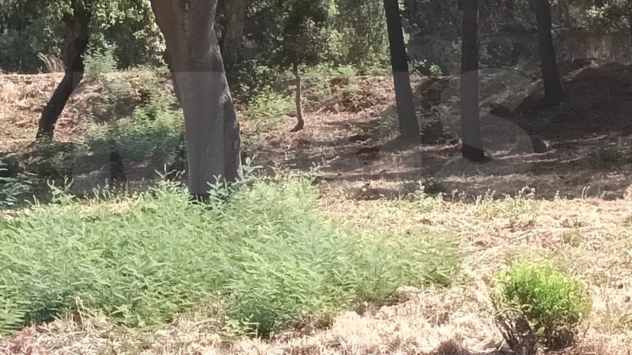 Terreno para Venda em Salgueiro do Campo