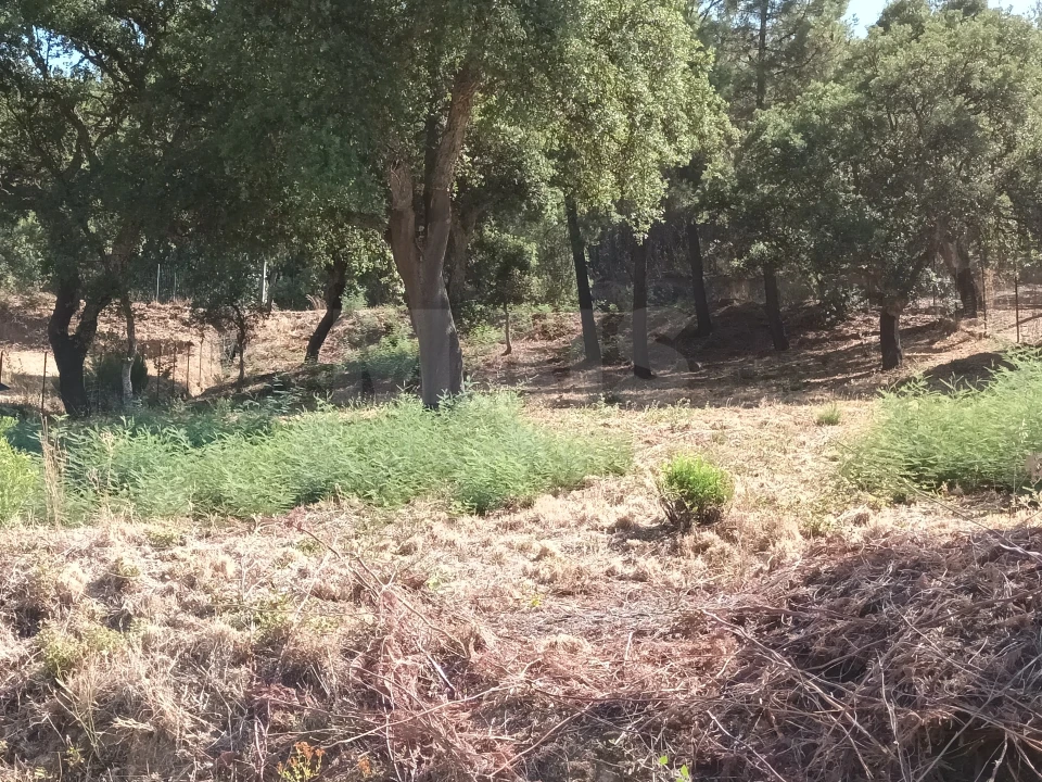 Terreno para Venda em Salgueiro do Campo Foto 5