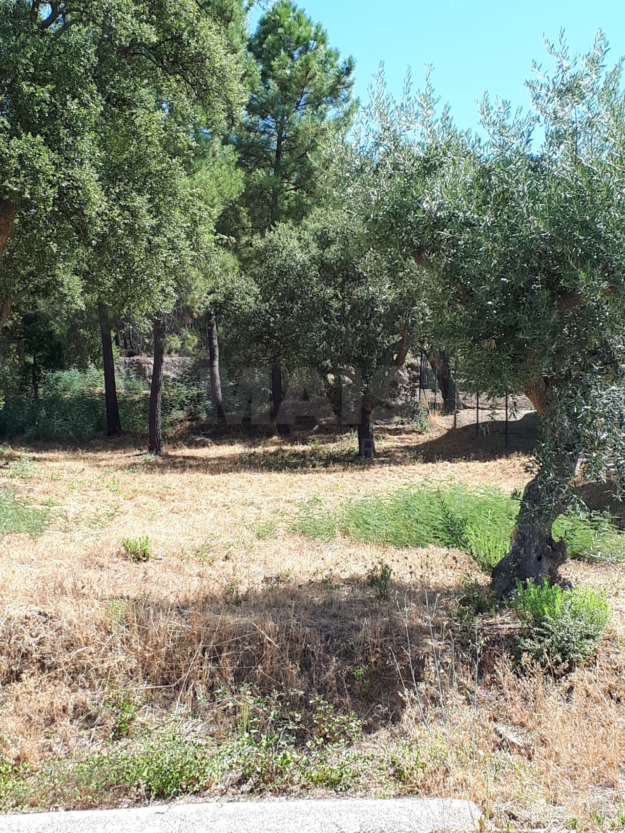 Terreno para Venda em Salgueiro do Campo Foto 4