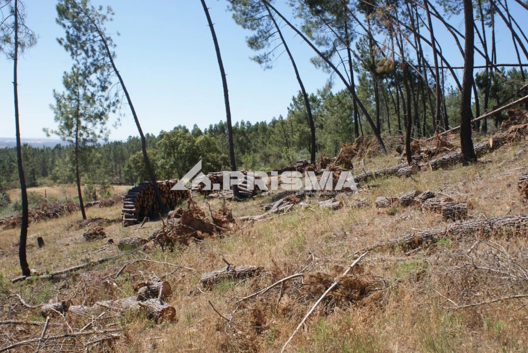 Terreno para Venda em Perais Foto 16