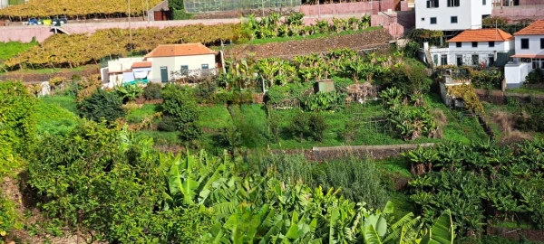Prédio para Venda em Estreito de Camara de Lobos