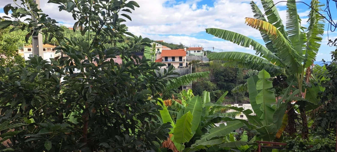 Prédio para Venda em Estreito de Camara de Lobos Foto 6