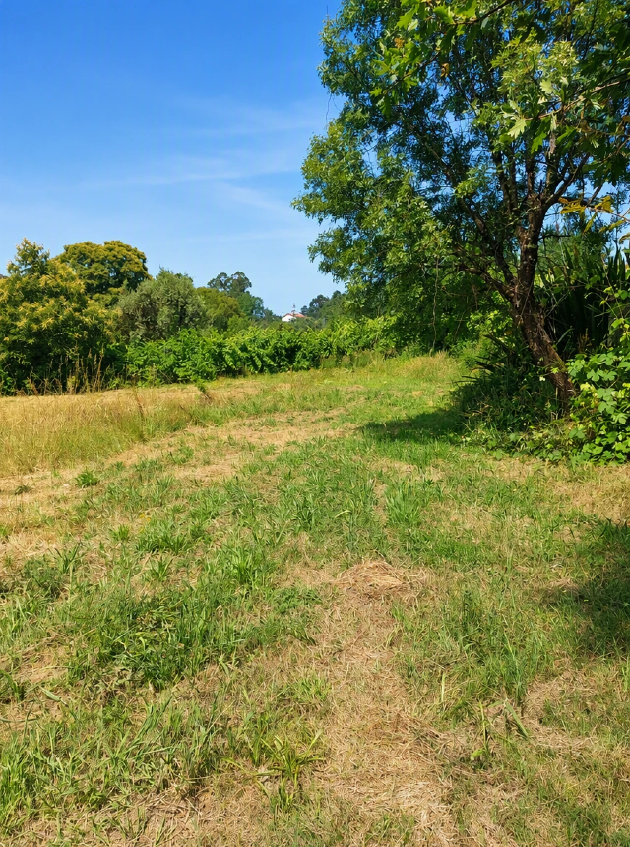 Terreno para Venda em Queirã Foto 19