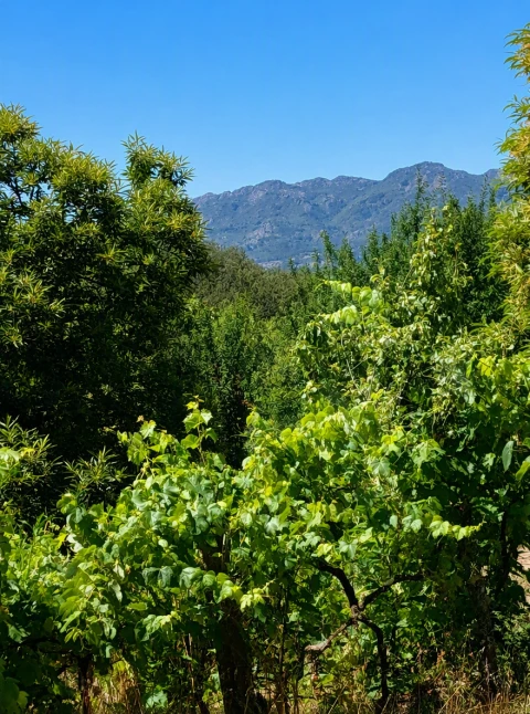 Terreno para Venda em Queirã