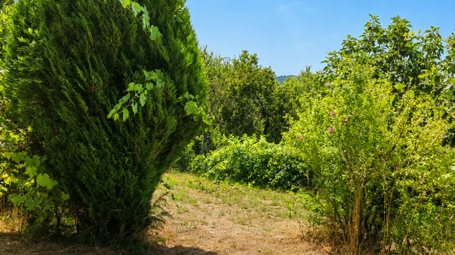 Terreno para Venda em Queirã