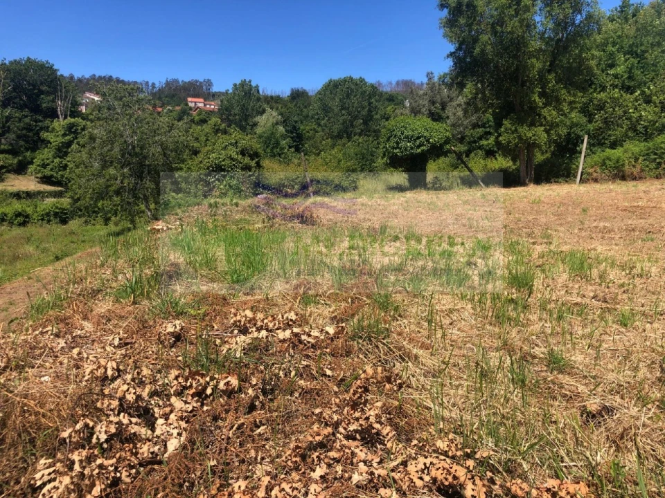 Terreno para Venda em Pessegueiro do Vouga Foto 5