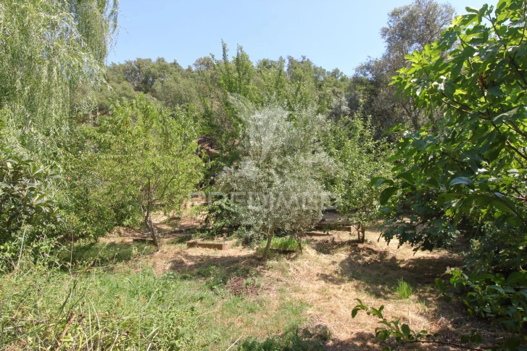 Quinta T0 para Venda em São Martinho das Amoreiras Foto 23