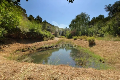 Quinta T0 para Venda em São Martinho das Amoreiras