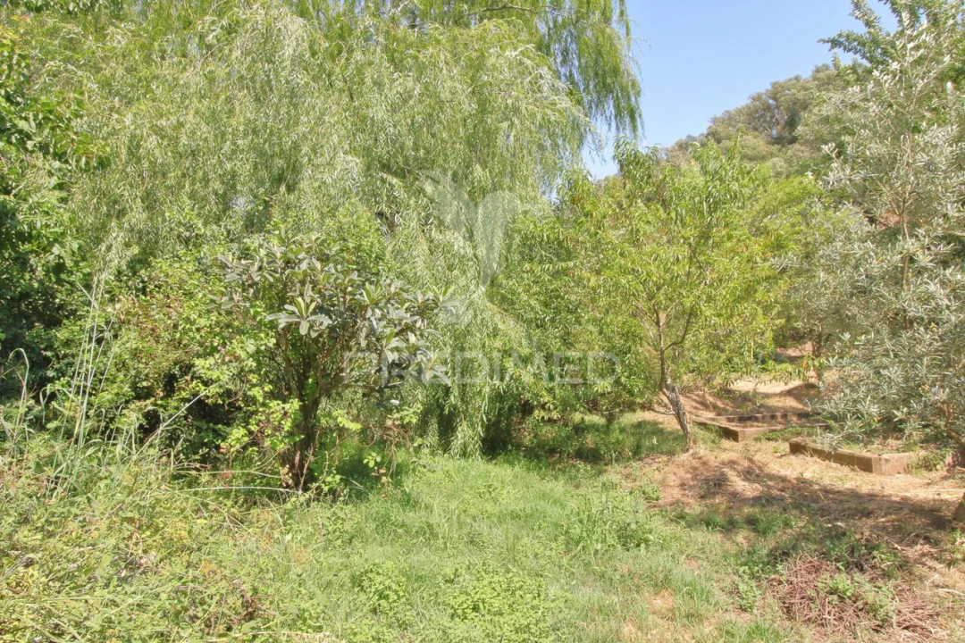 Quinta T0 para Venda em São Martinho das Amoreiras Foto 22