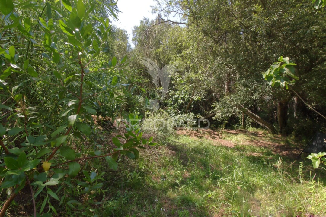 Quinta T0 para Venda em São Martinho das Amoreiras Foto 25