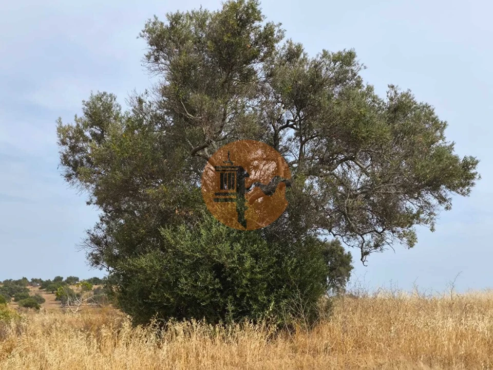 Terreno para Venda em Castro Marim Foto 5