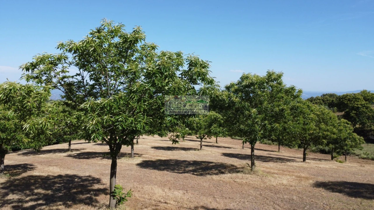 Terreno para Venda em Sambade Foto 10