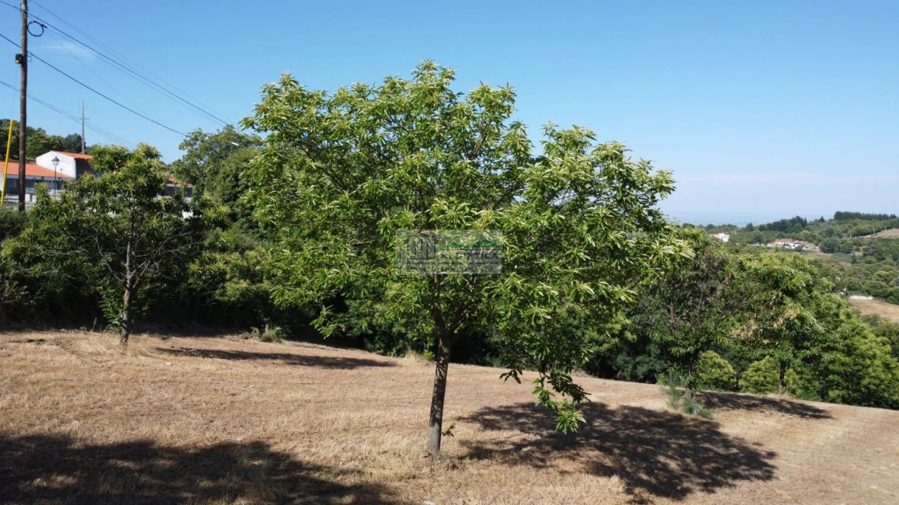 Terreno para Venda em Sambade Foto 11