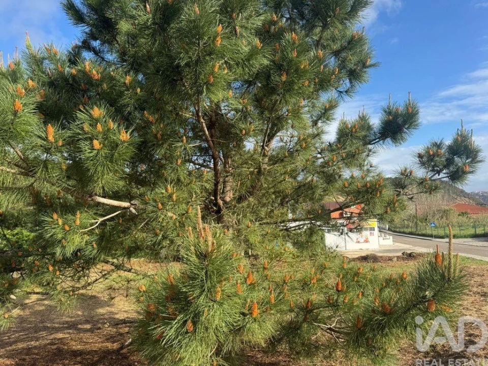 Terreno para Venda em Tornada e Salir do Porto Foto 8