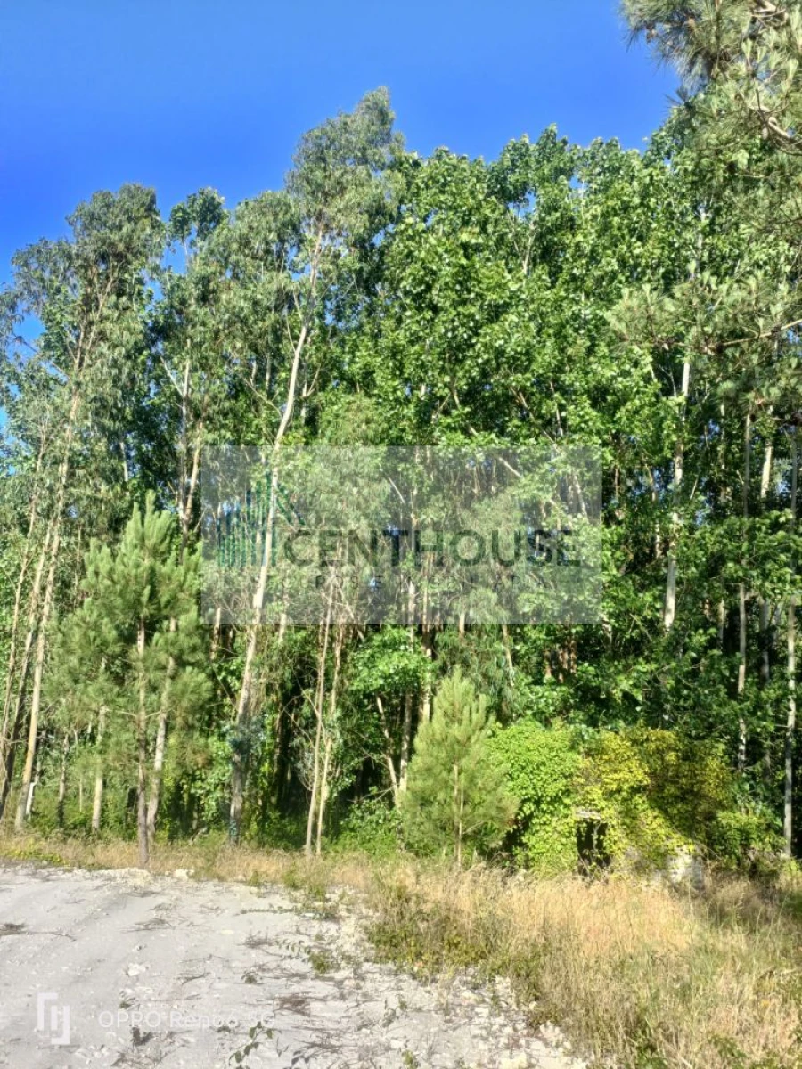 Terreno para Venda em Ponte de Vagos e Santa Catarina Foto 3