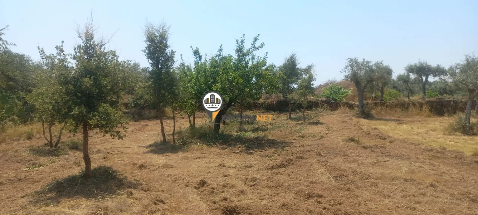 Terreno para Venda em Ninho do Açor e Sobral do Campo Foto 9