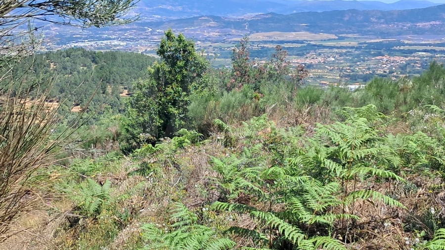 Terreno para Venda em Alcongosta