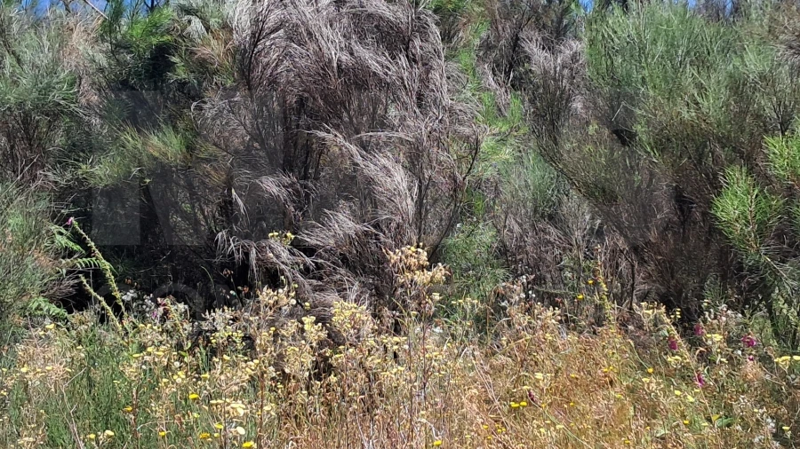 Terreno para Venda em Alcongosta