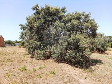 Terreno para Venda em Manique do Intendente, Vila Nova de São Pedro e Maçussa