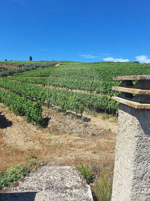 Quinta T
           para Venda em São João da Pesqueira e Várzea de Trevões