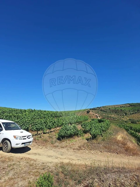 Quinta T
           para Venda em São João da Pesqueira e Várzea de Trevões