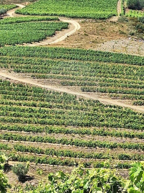 Quinta T
           para Venda em São João da Pesqueira e Várzea de Trevões
