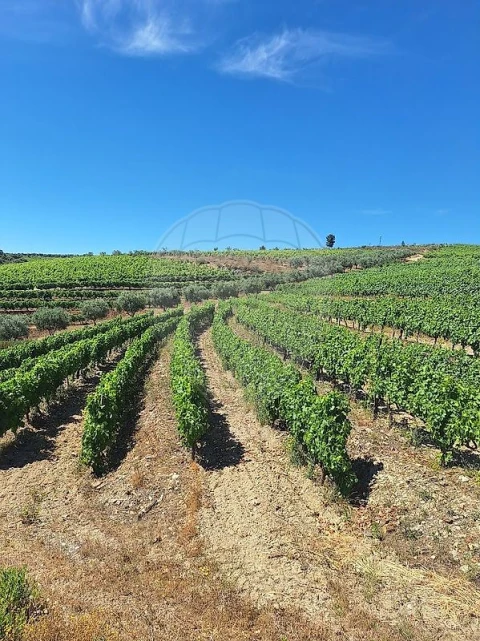 Quinta T
           para Venda em São João da Pesqueira e Várzea de Trevões